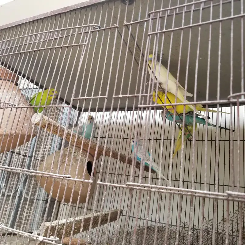 CAGE for sale along with 8 parrots — photo 2