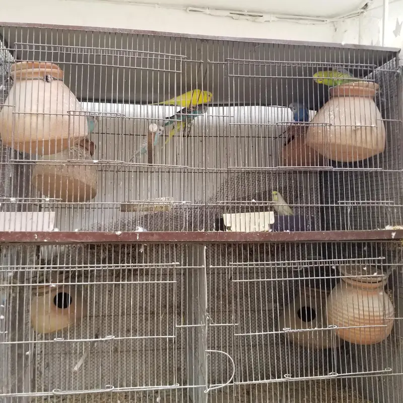 CAGE for sale along with 8 parrots — photo 3