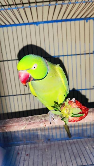 Parrot For Sale