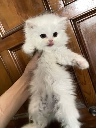 Persian kittens for sale urgently