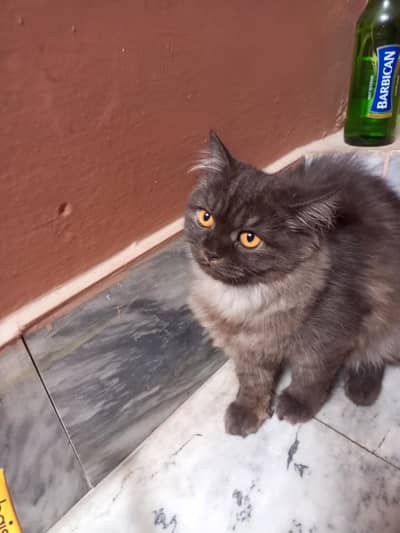 Persian cat triple coated for sale