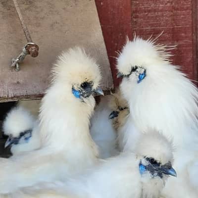 White Silkie Set /Pair