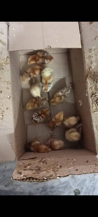 Rir pure breed chicks