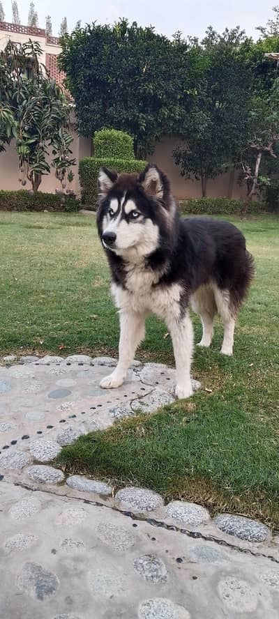 Alaskan malamute
