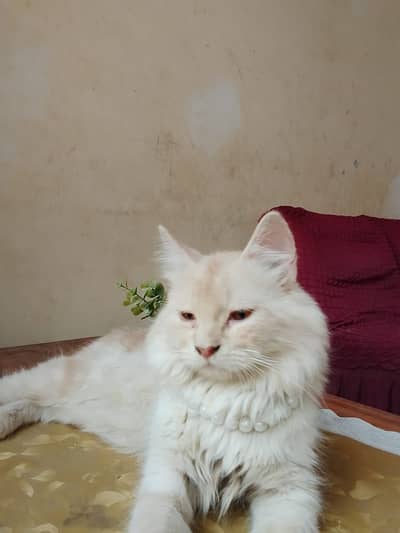 Beautiful White & Cream Persian Cat for Sale | Healthy & Friendly