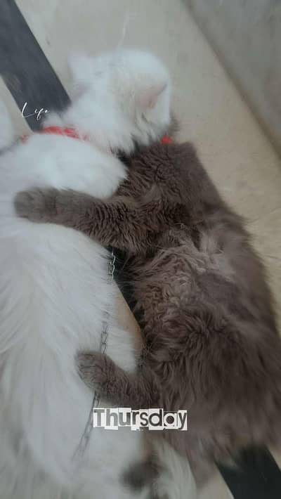 cats white and black ‍