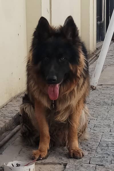German shepherd long cott male