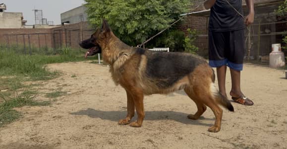 German Shepherds breeder female