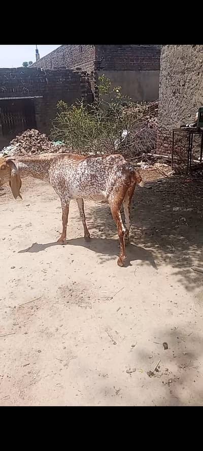 makhi chain bkri for sale