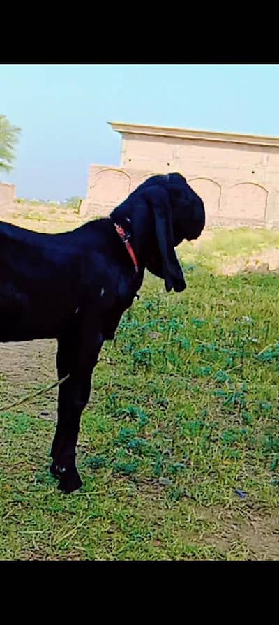 2 beetal bakry . age 4 months .