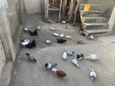 original breed pigeons