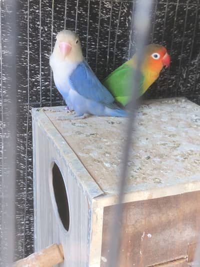 Love birds pair
