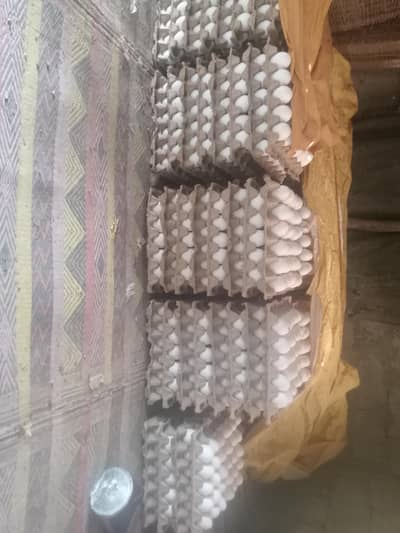 fresh eggs