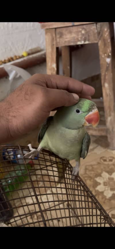 RAW/Pahari/Alexandar Male Parrot Available