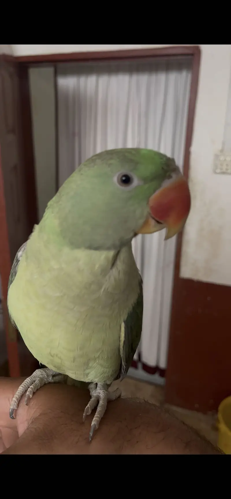RAW/Pahari/Alexandar Male Parrot Available — photo 2