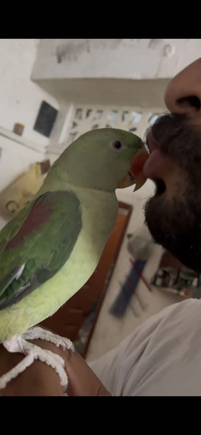 RAW/Pahari/Alexandar Male Parrot Available — photo 3