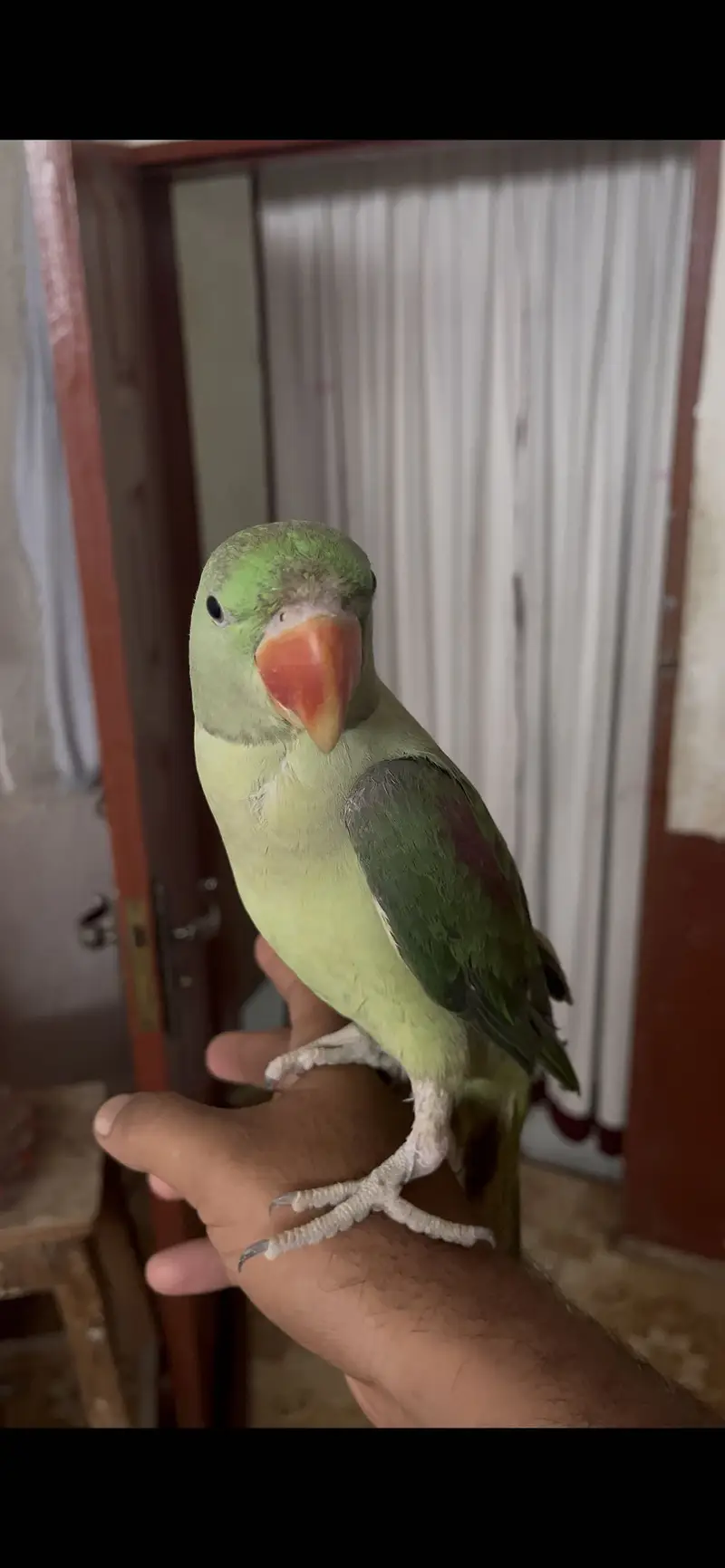 RAW/Pahari/Alexandar Male Parrot Available — photo 4