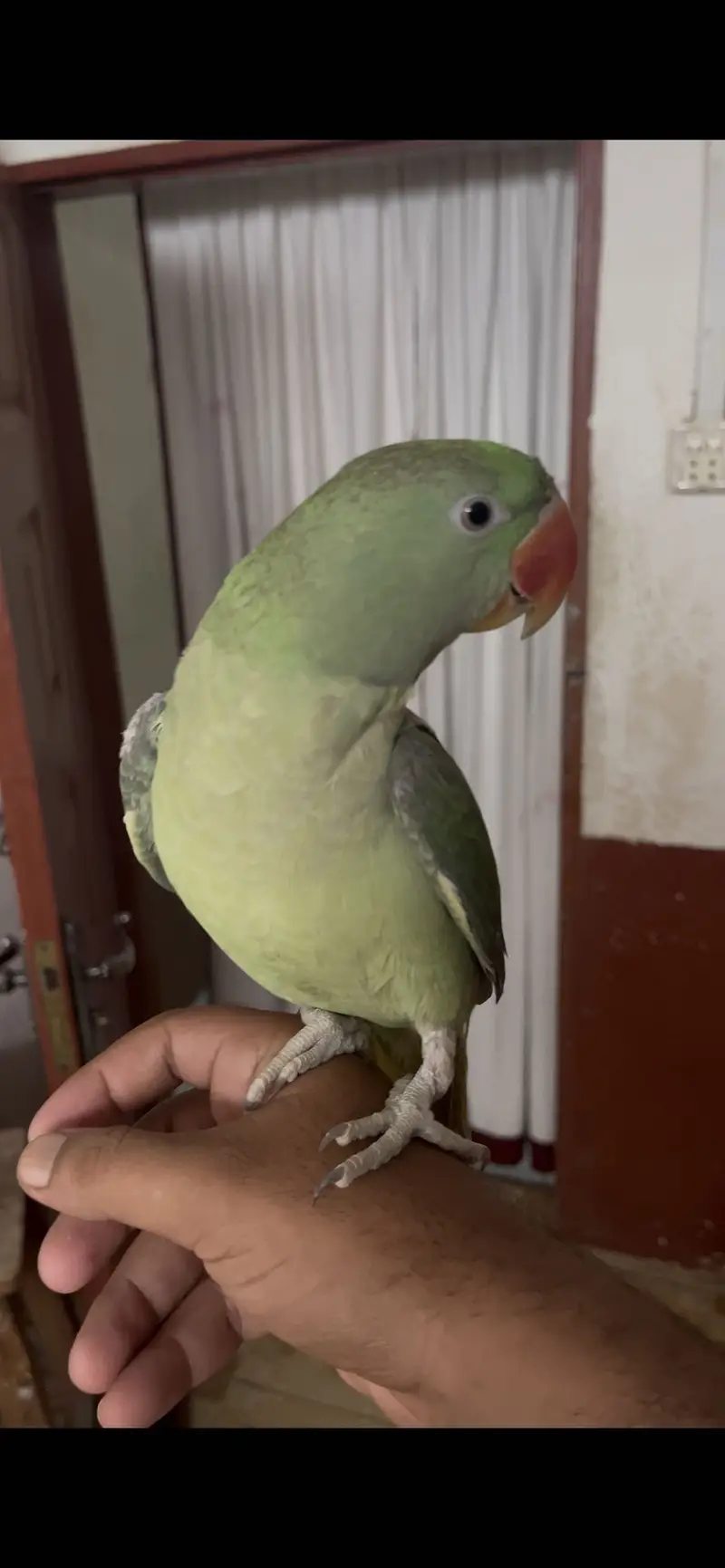 RAW/Pahari/Alexandar Male Parrot Available — photo 5