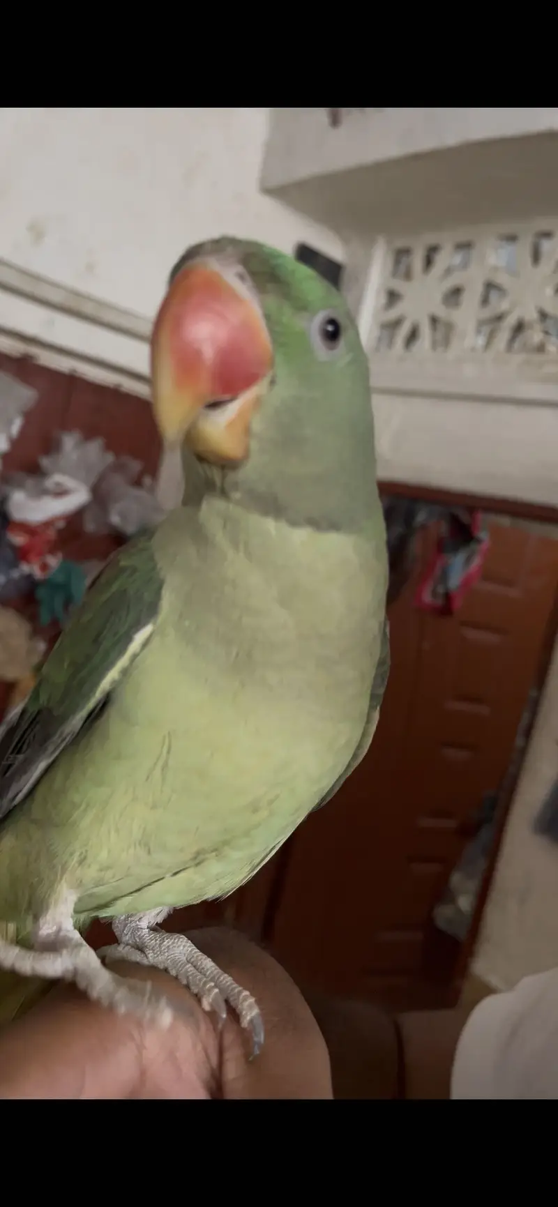 RAW/Pahari/Alexandar Male Parrot Available — photo 6