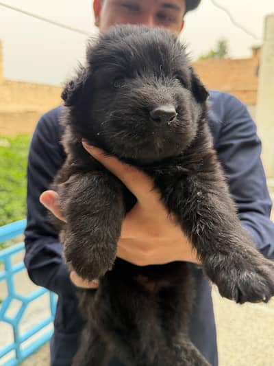 long coat black Belgian shaperd