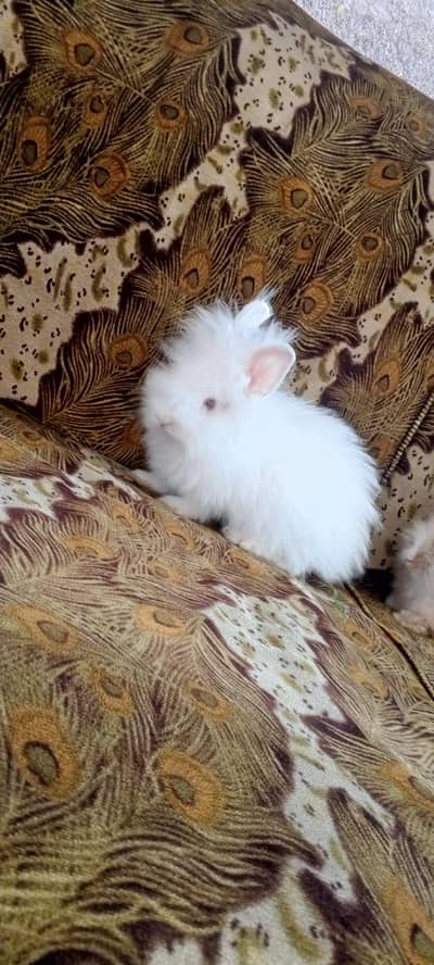 teddy bear pair for sale