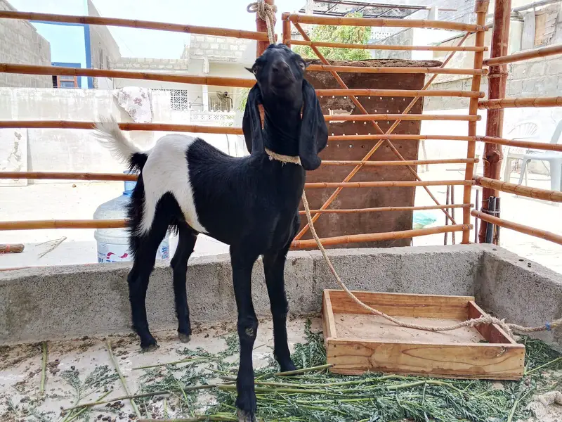 ablak — photo 3