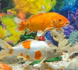 2 Healthy koi Fish For Sale [8 Inch]