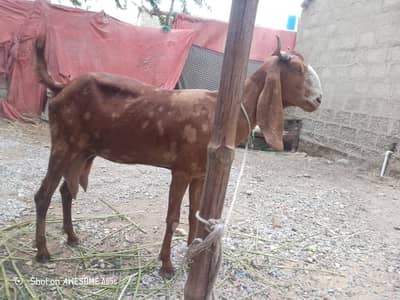 bakri