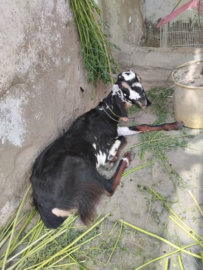 bakri for sale