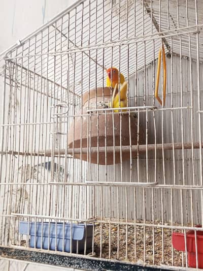Lutino love birds urgently sale