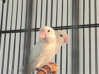 Albino black eye Split red eye breeder pair