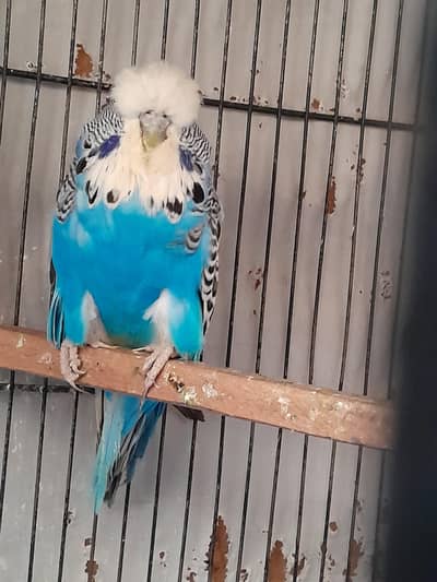 Exhibition female
