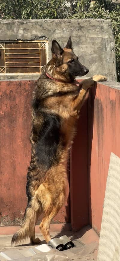 German Shepherd Female