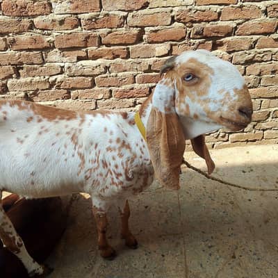 Goat For Sale