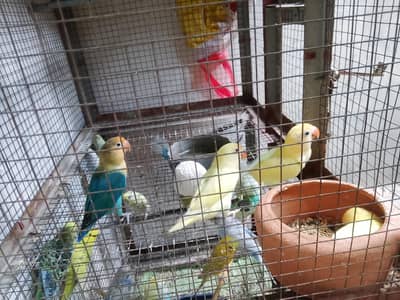 love bird 2 pair available