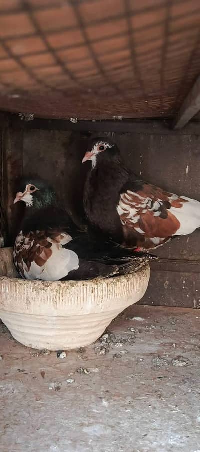 Siah khal breeder pair