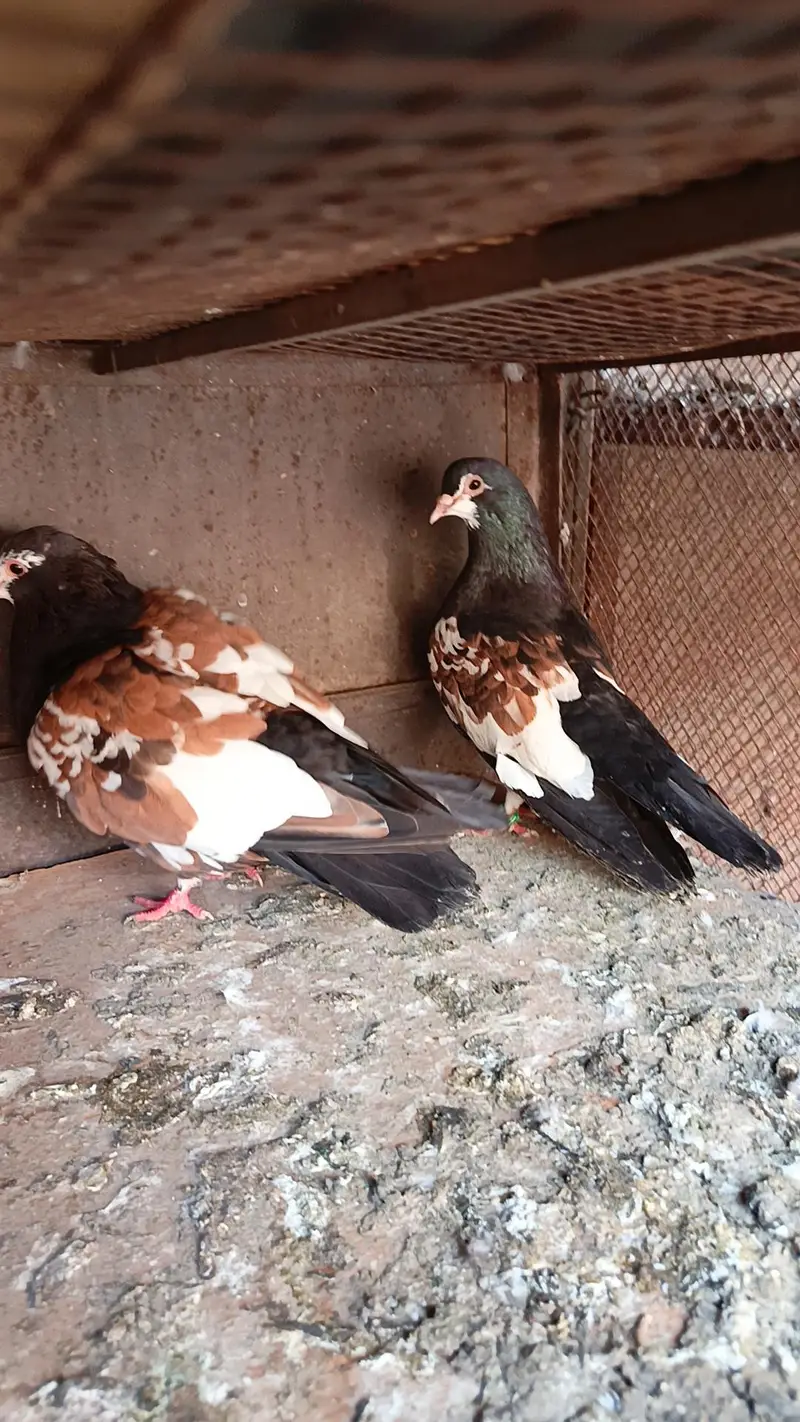 Siah khal breeder pair — photo 3