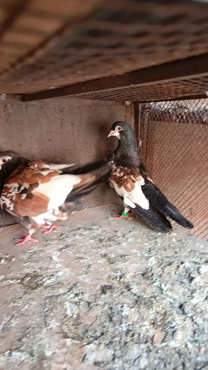 Siah khal breeder pair — photo 4