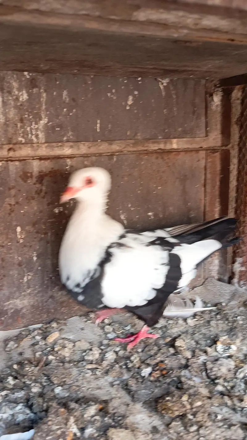 Siah khal breeder pair — photo 6