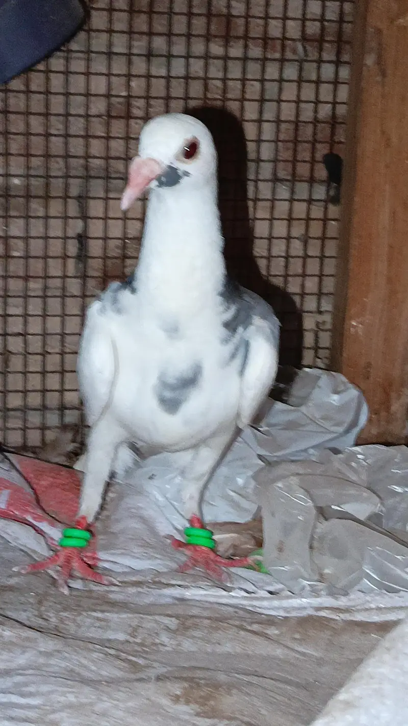 Siah khal breeder pair — photo 8