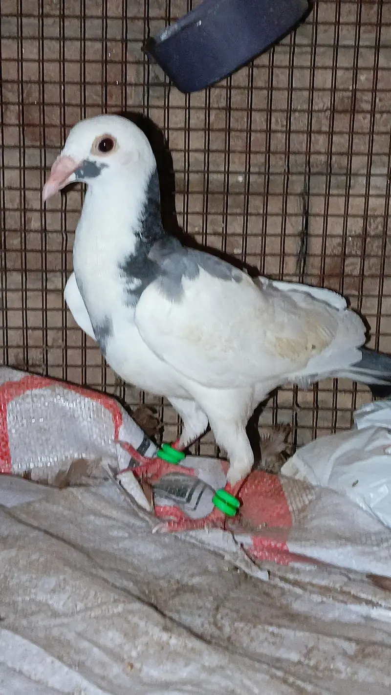 Siah khal breeder pair — photo 9