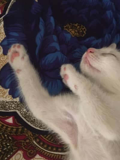 Persian kittens