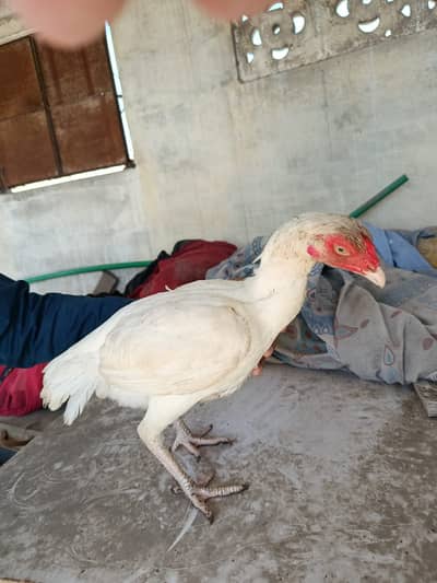 Heera Madi white nok nali