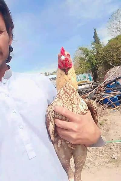 murgha for sell