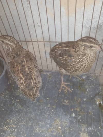 Very nice and active btair pair
