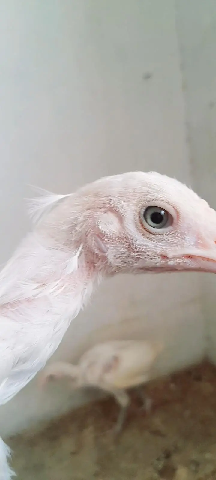 pure aseel hera chicks — photo 2