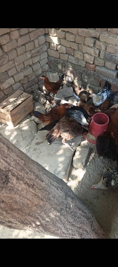 desi pathy pathian