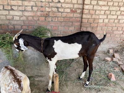 Tedy Bakri