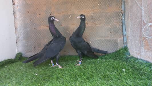 Black Swing Neck Pigeon Chicks
