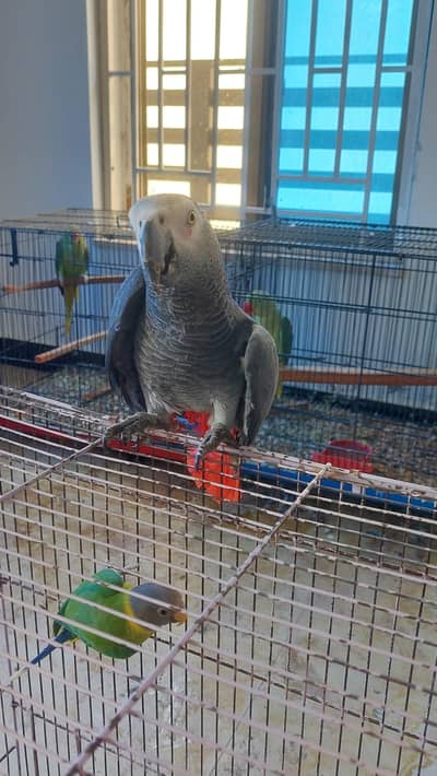 cheeku for sale